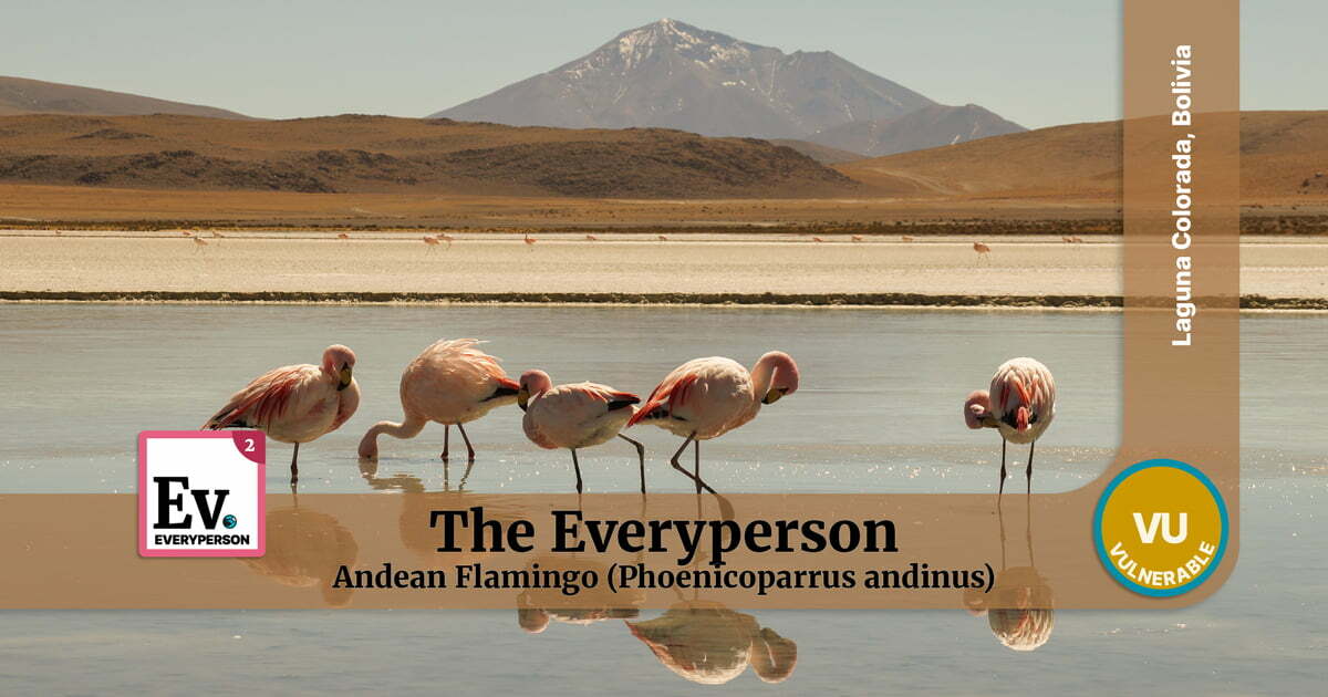 Andean Flamingo, Bolivia, Everyperson Archetype