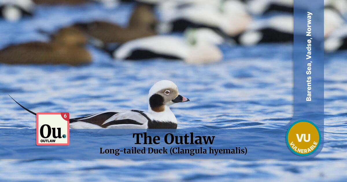 Long-tailed Duck, Norway, Outlaw Archetype