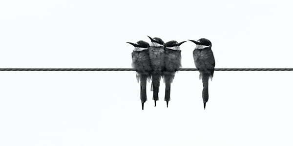 glen-carrie-unsplash-birds-wire-600-300